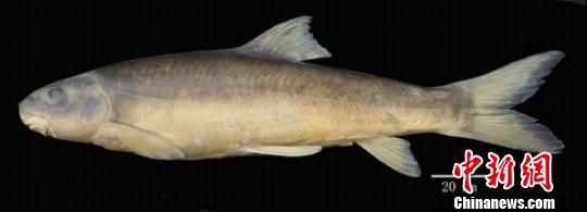 伊洛瓦底江水系发现裂腹鱼新种 图