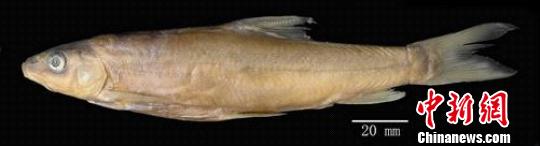 伊洛瓦底江水系发现裂腹鱼新种 图