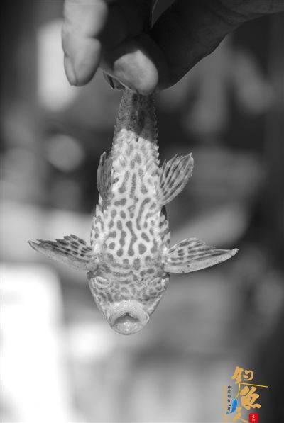 江山鹿溪渠里捕到一条“怪鱼” 高清组图 翼甲鲶 清道夫