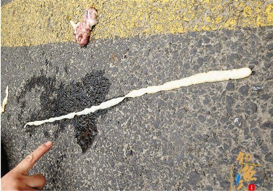 杭州女子剖鱼发现1米多长寄生虫 头会变形可伸缩 似面条虫 配图