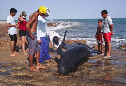 巴西东北部30条鲸鱼沙滩搁浅 配图