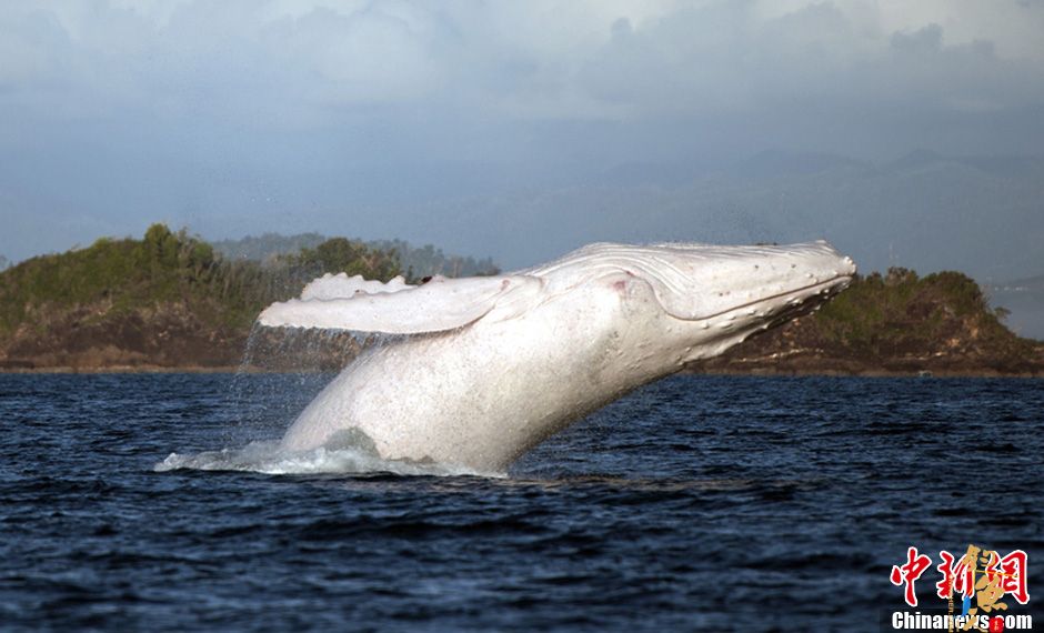 罕见白色座头鲸现身澳大利亚 米伽罗 全世界仅有一只 图