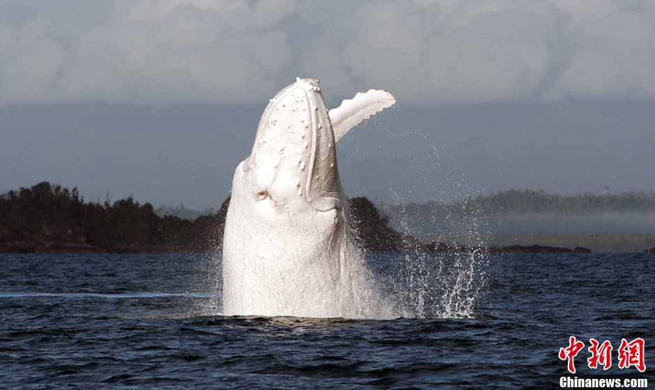 罕见白色座头鲸现身澳大利亚  米伽罗 全世界仅有一只 图 