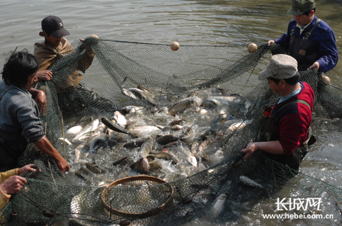 第二届曹妃甸湿地渔乐节精彩呈现 秋风唤 鱼蟹欢