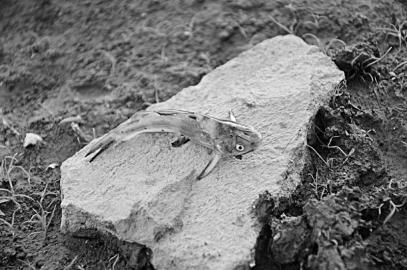 山西浍河二库水库里钓上一条怪鱼内脏骨刺清晰还会叫 图