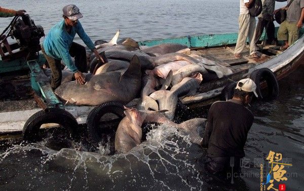 印度尼西亚巴纽旺宜，当地渔民正在进行鲨鱼捕杀工作 血腥程度不忍直视