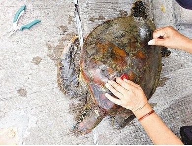     绿海龟龟背贴有写下“放生”字样的红色胶牌。