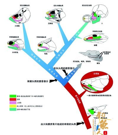 学者发现"古鱼新脸" 利用模型还原人类面部骨骼最早模样 组图