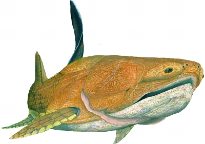 学者发现"古鱼新脸" 利用模型还原人类面部骨骼最早模样 组图