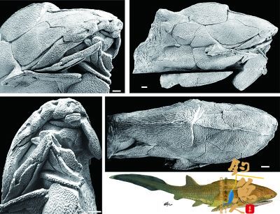 学者发现"古鱼新脸" 利用模型还原人类面部骨骼最早模样 组图