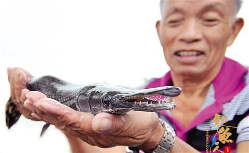 邕江中兴大桥南处抓到一条怪鱼 外来物种“雀鳝”，为世界十大凶猛淡水鱼
