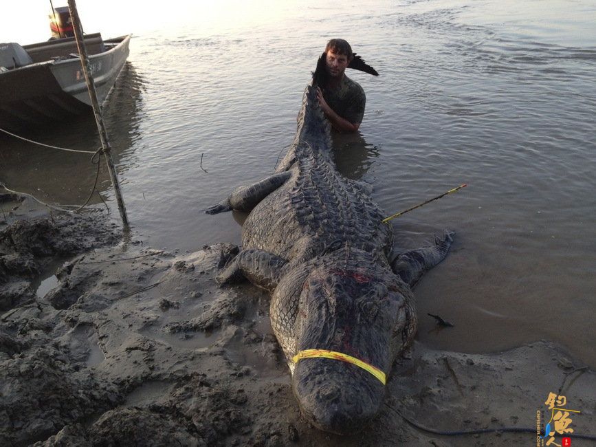 美国密西西比州多条300多公斤的鳄鱼被捕杀，接连破了当地最大鳄鱼的纪录