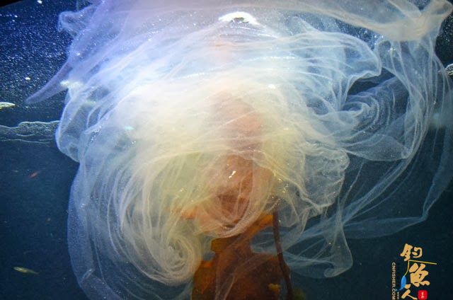 组图 海底鮟鱇鱼产生梦幻般薄纱 包括上百万个卵子 科普小天地