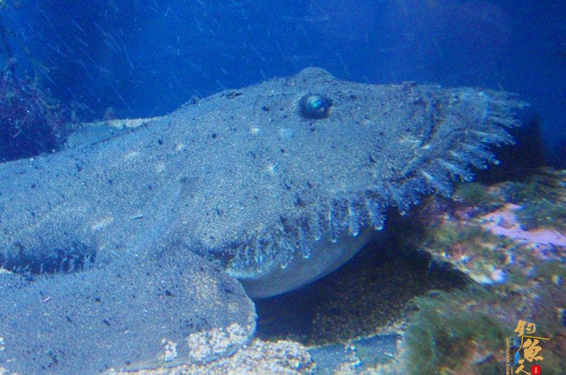 组图 海底鮟鱇鱼产生梦幻般薄纱 包括上百万个卵子 科普小天地