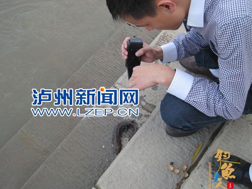长脚“怪鱼”爬进泸州一小区 ，“怪鱼”就是大鲵，也就是民间所说的“娃