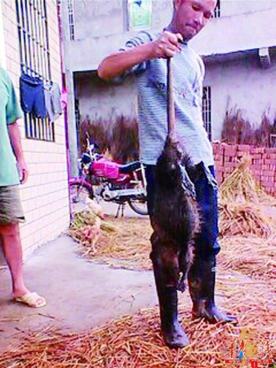 湖南村民鱼塘巡视，惊现近1米长鼠王偷鱼吃 成功将其擒获 组图