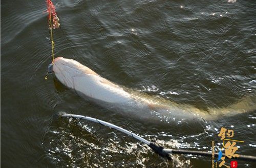 万佛湖总决赛第一天两条20斤大草现身,大武昌连杆儿不断 图