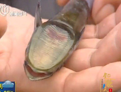  组图 上海老渔民东海捕到怪鱼 形似飞机身上长“吸盘”