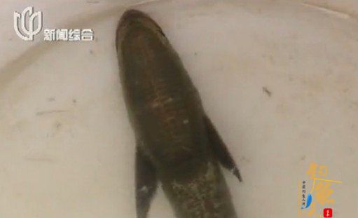  组图 上海老渔民东海捕到怪鱼 形似飞机身上长“吸盘”