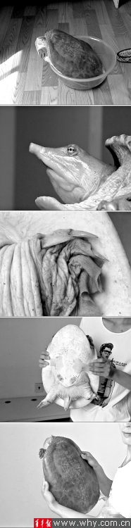 组图 松江野钓者钓上半米长"大甲鱼" 专家判断为"佛罗里达鳖" 