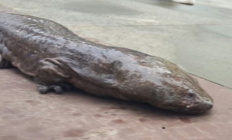 组图 南充阆中一居民钓3斤大鲵还以为是鲢鱼 