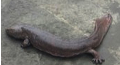 组图 南充阆中一居民钓3斤大鲵还以为是鲢鱼 