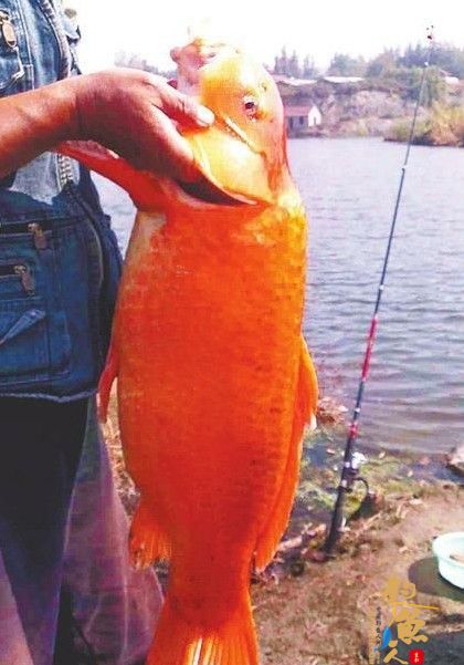 钓鲤鱼徒手抓鲇鱼 体验乡村生活 在乐不在鱼  图