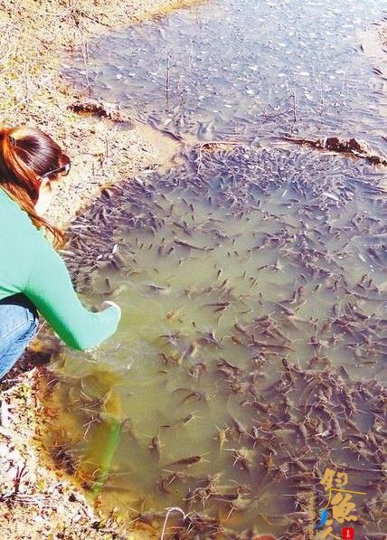 钓鲤鱼徒手抓鲇鱼 体验乡村生活 在乐不在鱼  图