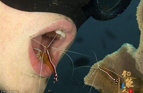 美国13岁男孩模仿鱼类潜水张嘴露齿让虾洁牙