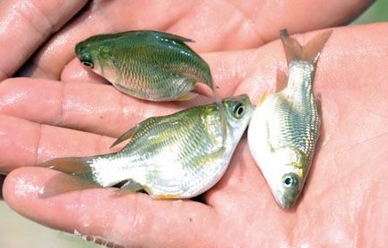 苦研“缩骨”鱼苗十余年 终致富