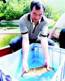 水中贵族:黄龙鳜鱼