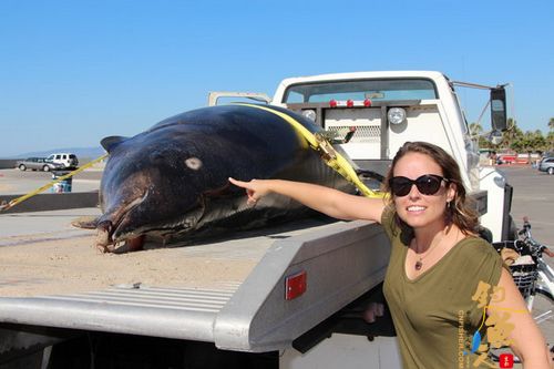 洛杉矶海滩发现罕见鲸鱼 头部像海豚长剑齿 发现已死亡