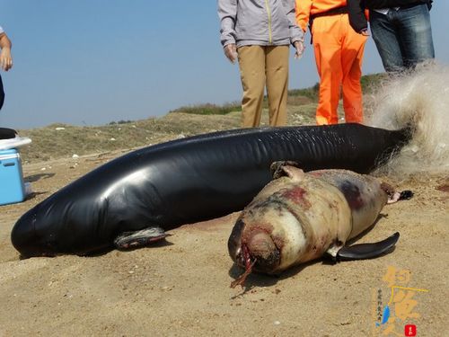 大海豚腹部割伤，脏器外露；小海豚全身遭渔网交缠