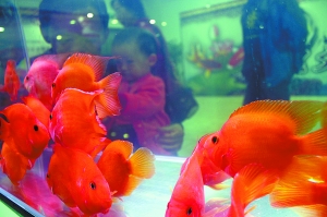 1300尾精品金鱼、锦鲤齐聚奥林匹克公园内的国家会议中心比美