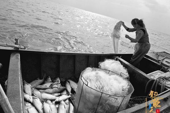 巢湖胖头鱼上市 宾客充分感受巢湖“水文化”的魅力