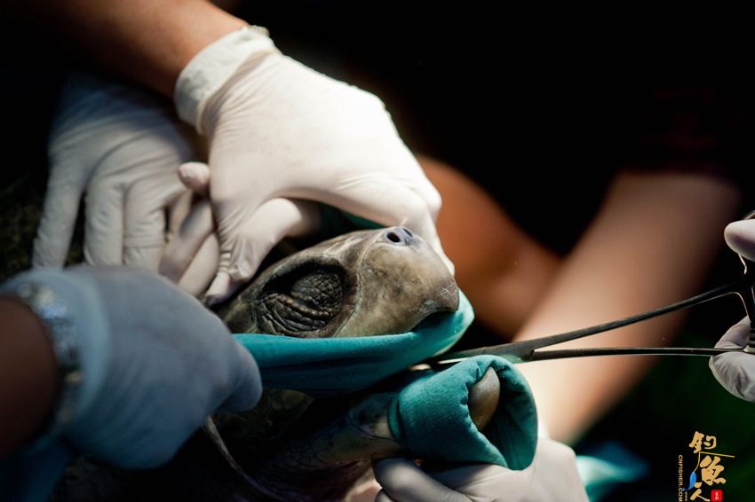 组图 兽医为濒危绿海龟做手术 成功取出食道中鱼钩 