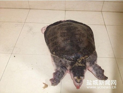 盐城市民买下一只16斤重甲鱼 将其放生 图