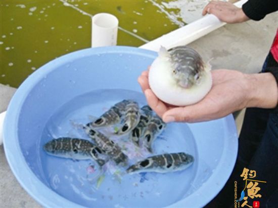 长江鱼种告急 江阴段物种灭绝速度不断加快