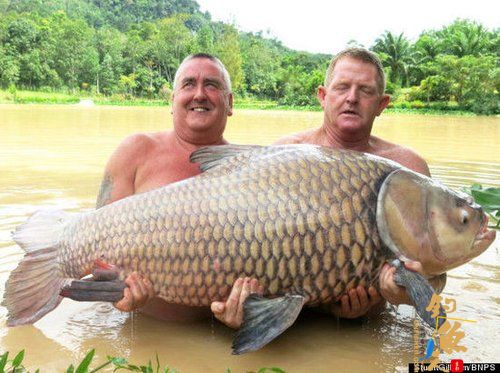 英国一名游客近日在泰国钓到一条134多磅重的鲤鱼 组图