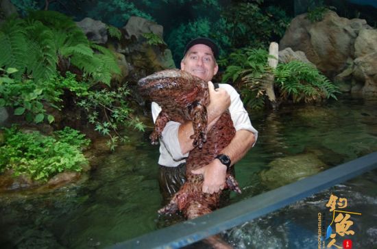 神奇娃娃鱼 体型近成人叫声似婴儿啼哭