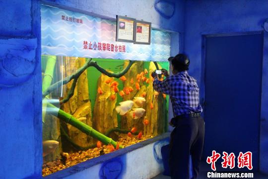 广西一水族馆增亮光限人数 防热带鱼因拍照而被"闪死"