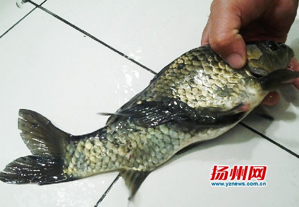 江苏扬州奇葩鲫鱼长“背鳍” 建议市民不要购买食用  组图