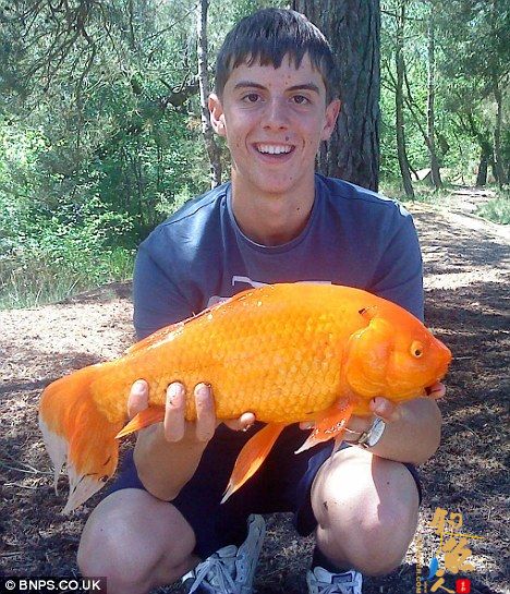 观赏金鱼能长多大?英男孩钓上5磅大金鱼