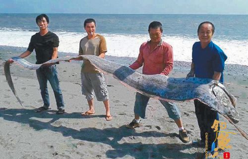    钓友郭秋霖在台东海滨公园附近海滩，以钓竿将5公尺长的地震鱼。