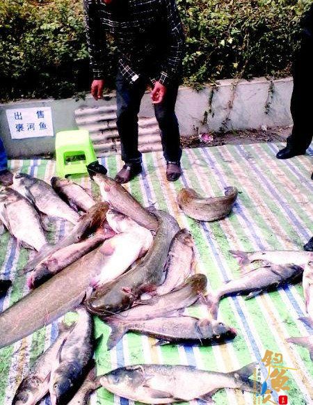 水库放水致鱼类大量死亡 群众哄抢后当场叫卖
