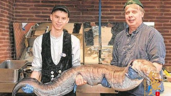 德国渔民捕世界最大鳗鱼 长2.4米重75公斤 组图