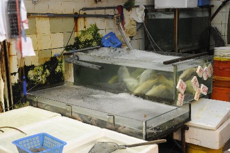 香港铜锣湾一鱼档百条鱼疑被漂白水毒死 图