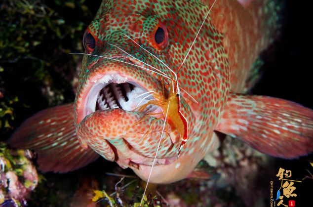 摄影师 高清捕捉 巴厘岛小虾为鱼类清理口腔似牙医 