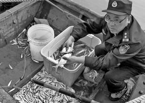 两男子长江里电网捕鱼每天数十斤鱼苗遭了秧 图