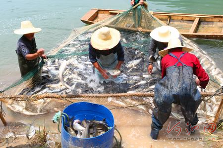 大化瑶族自治县充分利用资源优势 发展农村经济